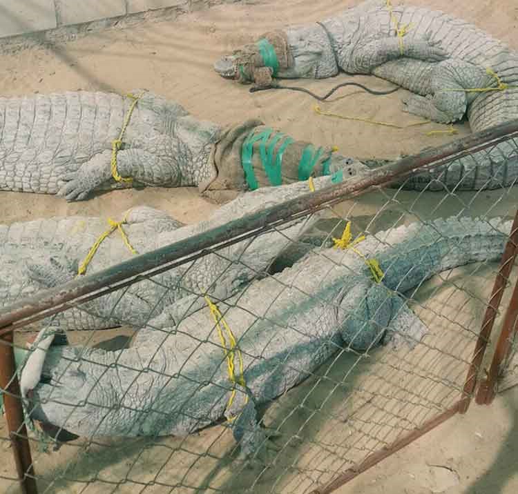 التماسيح الاربعة التي يقتنيها المواطن في كبد