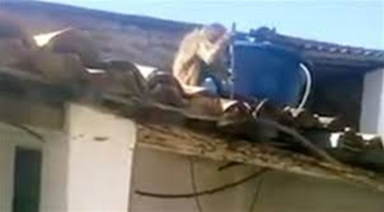 بالفيديو.. قرد مخمور يهاجم زبائن حانة بسكين