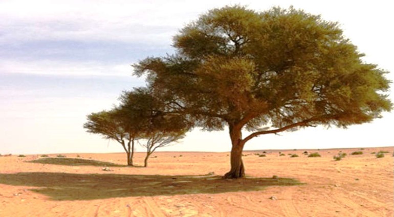  شجرة الطلح في صحراء الكويت 