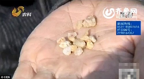 بالصور.. صينية تذرف حجارة بدلاً من الدموع