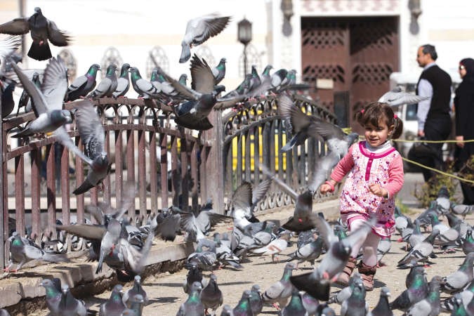 طفلة سورية تلعب مع الحمام في ساحة المرجة بدمشق في اول ايام الهدنة امس اپ