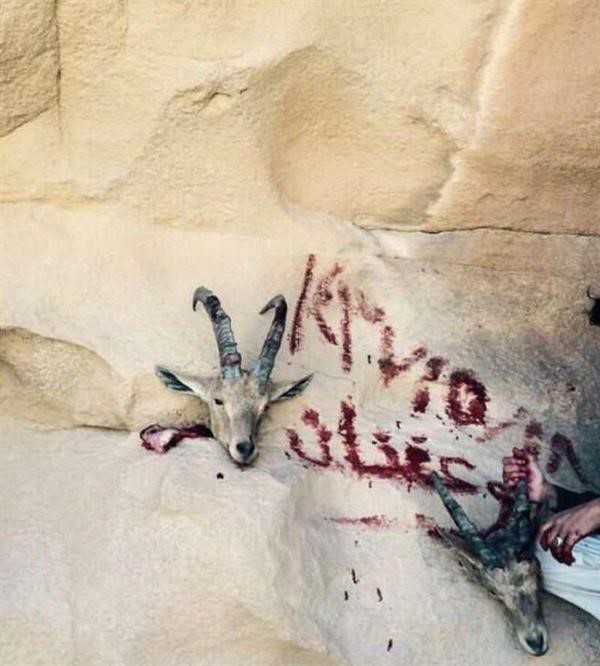 بالصور.. في السعودية شباب يصطادون وعولاً ويدونون تاريخ ذبحها بدمائها.. ومطالبات بالقبض عليهم