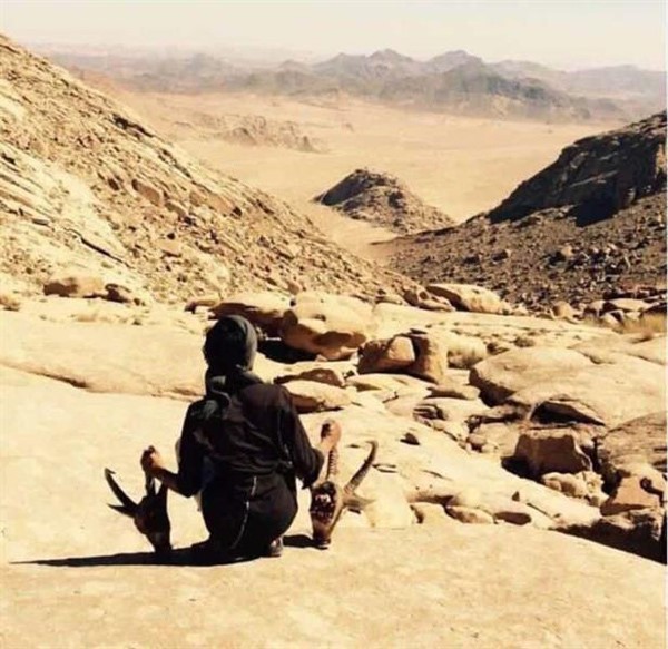 بالصور.. في السعودية شباب يصطادون وعولاً ويدونون تاريخ ذبحها بدمائها.. ومطالبات بالقبض عليهم