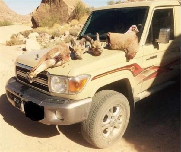 بالصور.. في السعودية شباب يصطادون وعولاً ويدونون تاريخ ذبحها بدمائها.. ومطالبات بالقبض عليهم