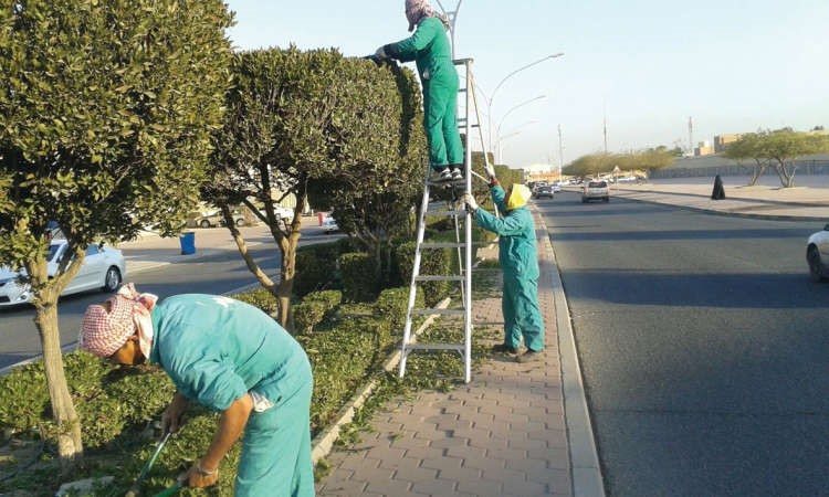  صيانة الزراعات التجميلية 