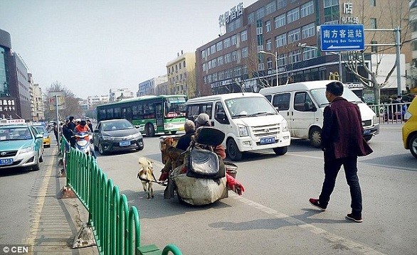 بالصور: زوجان يركبان سكوتر تجره الكلاب في الصين