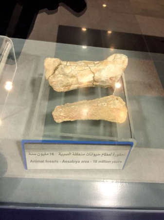 احفورة العظام﻿