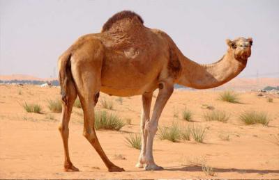 ناقة صرعت مواطناً وأدخلت آخرين «الإنعاش»