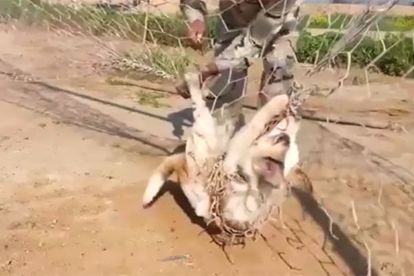 بالفيديو.. سكين جندي عراقي تنقذ كلباً محتجزاً بشبكة حبال