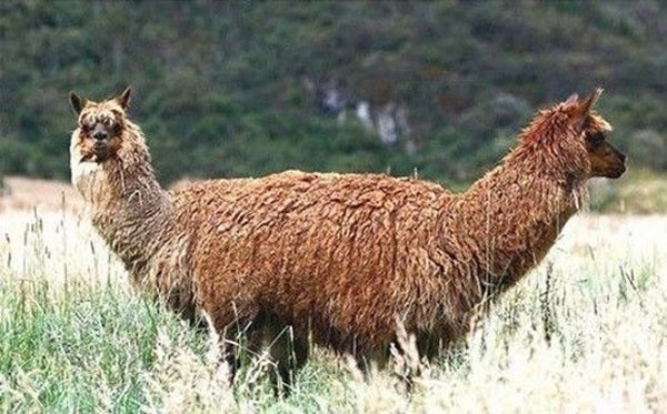 15 صورة التقطت في اللحظة المناسبة