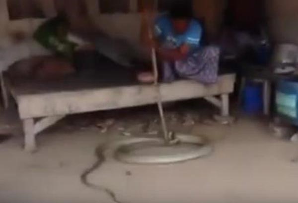 بالفيديو.. رجل يمسك ثعباناً ضخماً بطول 5 أمتار كان مختبئاً تحت سريره
