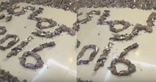 بالفيديو.. صيد كميات كبيرة من طائر "القمري" يثير استياء المغردين