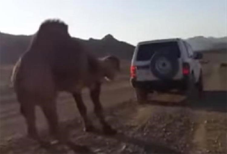 بالفيديو.. جمل جبار يهزم "سيارة جيب" حاولت سحبه في الصحراء رغماً عنه 
