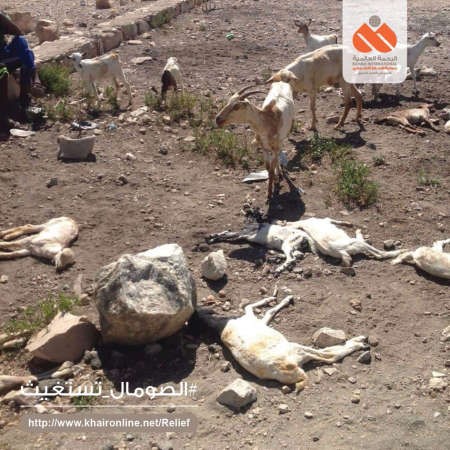 «الرحمة العالمية» أطلقت حملة لإغاثة الصومال