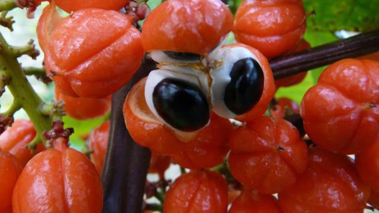 الجوارانا او Paullinia cupana