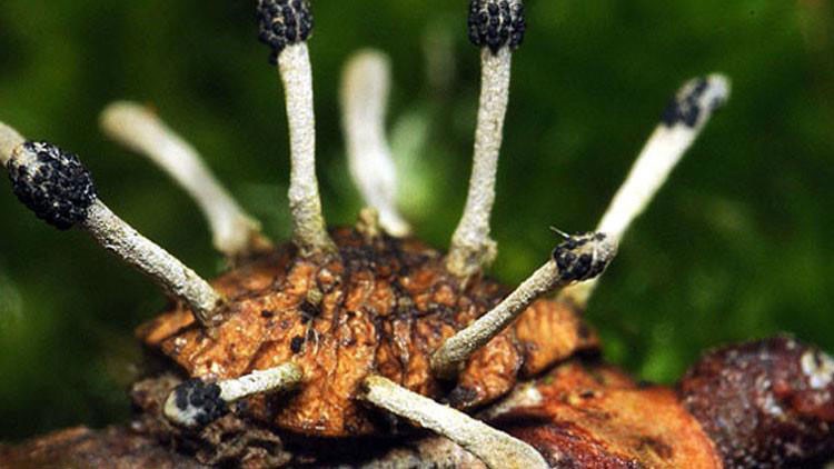 فطر كورديسيبس او Cordyceps