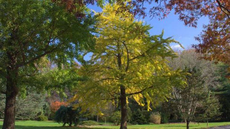 الجنكة الصينية او Ginkgo