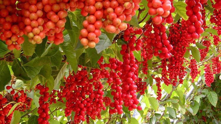 الشزندرة الصينية او Schisandra chinesis