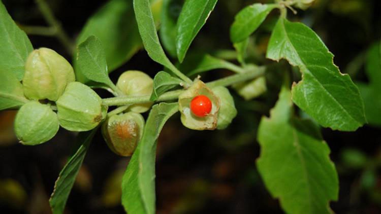 الجنسنغ الهندي او Withania somnifera