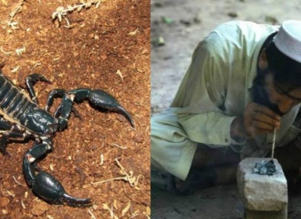 أسوأ أنواع الادمان "تدخين العقرب".. شيء لا يمكن تخيله