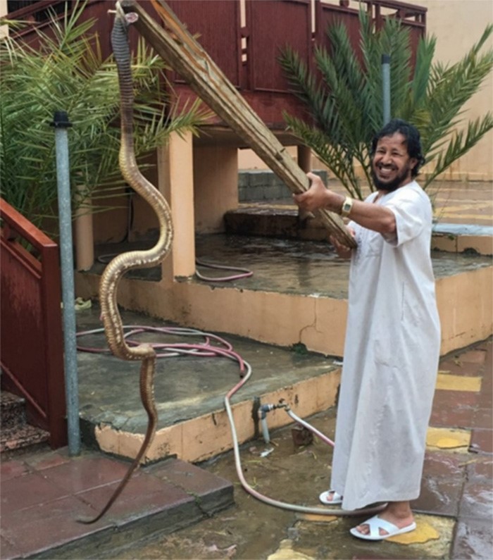 بالصور.. سعودي يفاجأ بثعبان "كوبرا" ضخم في حوش منزله !