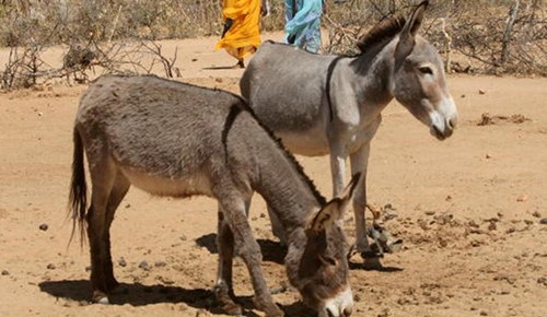 حل لغز جريمة قتل بالسودان "مرتكبها حمار"