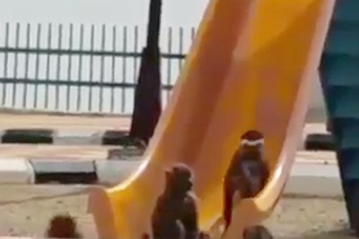 بالفيديو.. قرود تلهو في أحد حدائق السعودية بشكل فكاهي