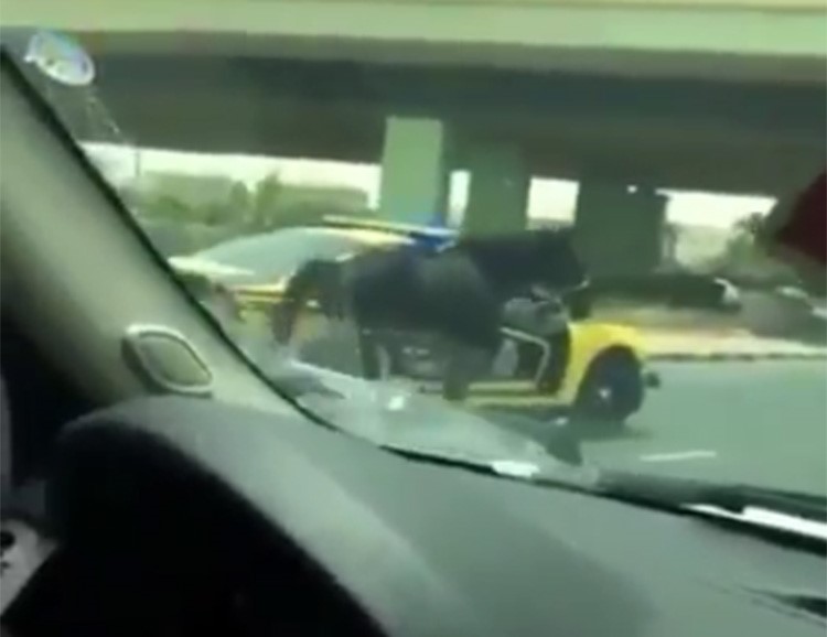بالفيديو.. السيطرة على حصان سائب كاد يتسبب في كارثة على الرابع