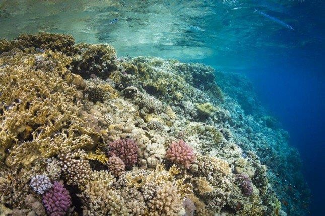 احدى مناطق الـشعاب الـمرجانية بـ الـقرب من تيران