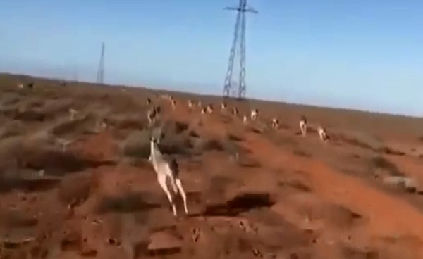 بالفيديو.. دراجة راعي أغنام ترهب آلافاً من حيوانات الكنغر