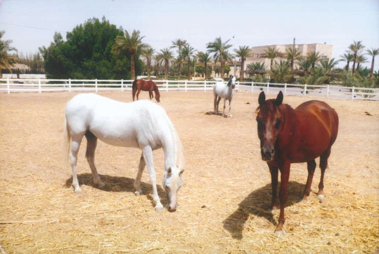 الخيل معقود بنواصيها الخير