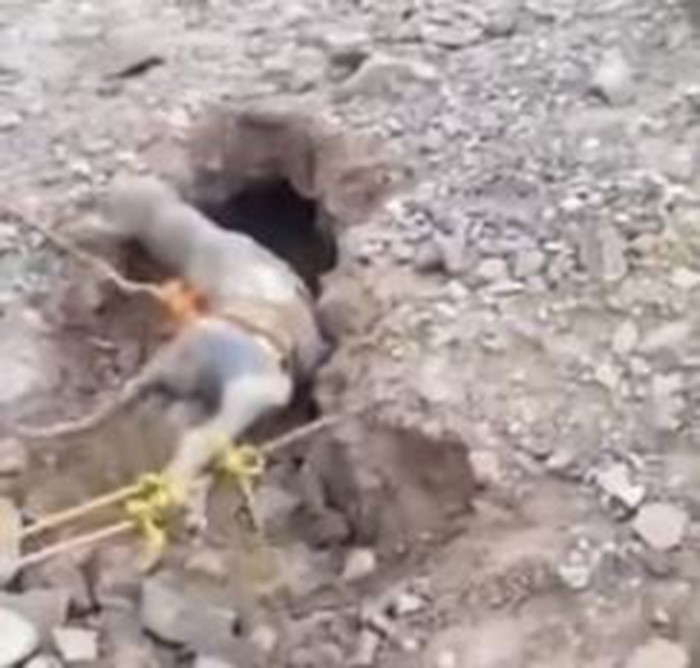 بالفيديو.. 10 شبان للسيطرة على حيوان "الشيب" المفترس أندر الحيوانات في الخليج والذي لا يتكاثر ابداً
