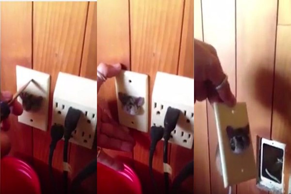 بالفيديو.. كيف علق هذا الفأر داخل مقبس كهربائي..شاهد ماذا حدث به !
