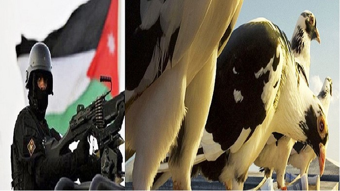عطش حمامة زاجلة يكشف خلية لـ"داعش" في الأردن