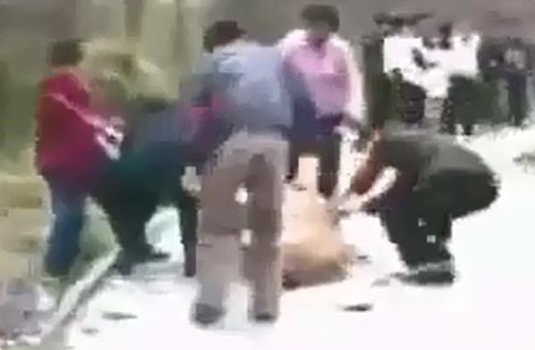 بالفيديو.. إنقاذ فتاة من بين أنياب أسد قبل التهامها بلحظات