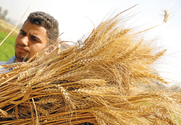 انفراجة  كبرى في توريد القمح