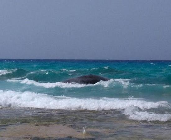 بالفيديو والصور..حوت نافق عملاق بإحدى شواطئ مصر يشعل مواقع التواصل ويثير سخرية المغردين 