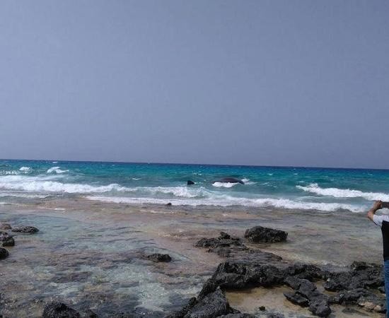 بالفيديو والصور..حوت نافق عملاق بإحدى شواطئ مصر يشعل مواقع التواصل ويثير سخرية المغردين 