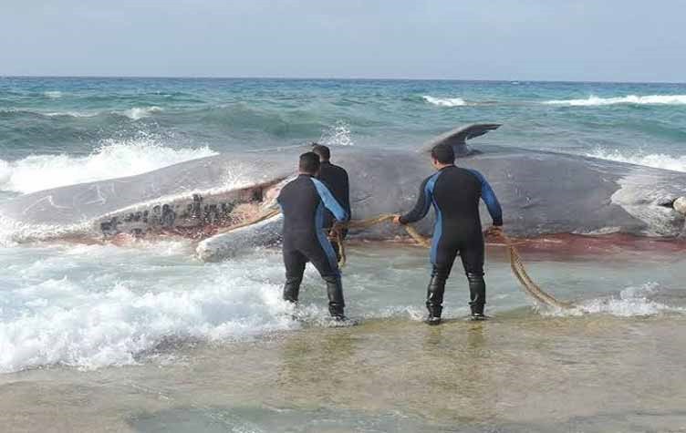 بالفيديو والصور..حوت نافق عملاق بإحدى شواطئ مصر يشعل مواقع التواصل ويثير سخرية المغردين 