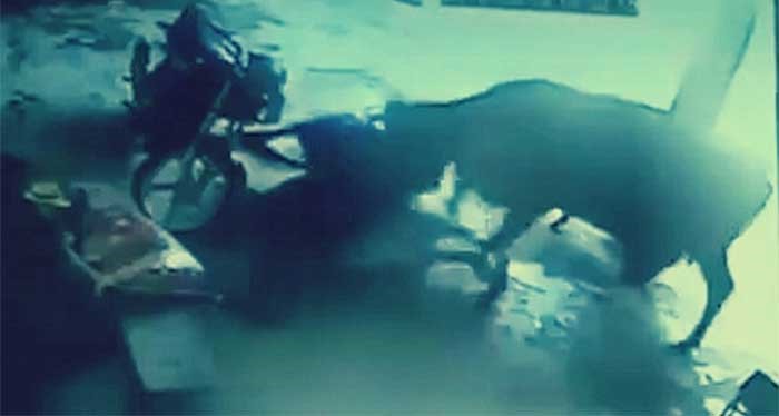 بالفيديو.. بقرة تحمي فتاة قاصر صغيرة بشراسة بالهند: جلست على "المعتدي"! 