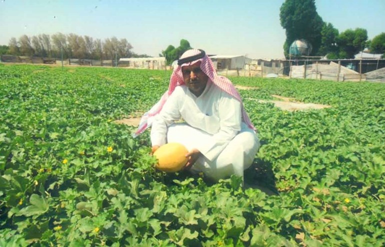 الشمام البطيخ في مزرعة محمد المطيري بالوفرة