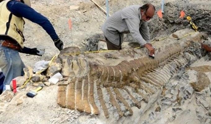 حفريات تظهر قرونا وأشواكا غريبة لديناصورين