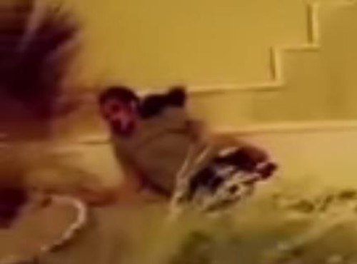 بالفيديو.. نهاية الهياط.. شاب يعتدي على زميله ويصوره مضرجاً بدمائه: لعنت والد والدينه !