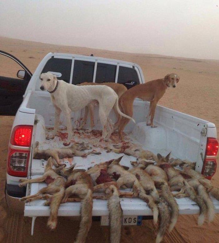 صورة.. قتل 10 ثعالب خلال صيد جائر.. ومغردون: تدمير للبيئة