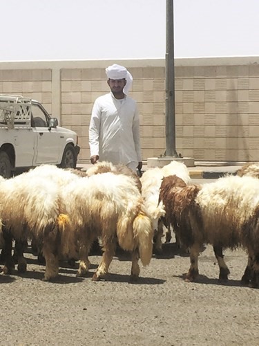  البائع بو عبدالله ﻿