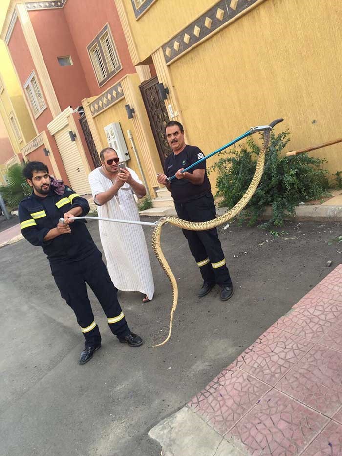بالصور..أفعى ضخمة داخل عداد كهرباء في جابر الأحمد تثير الرعب !
