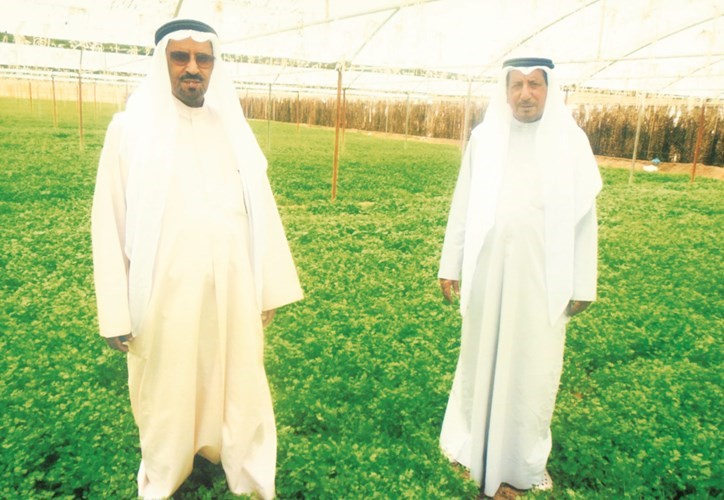 فلاح وصاطي العبيريد وسط مزرعتهما بالوفرة
﻿