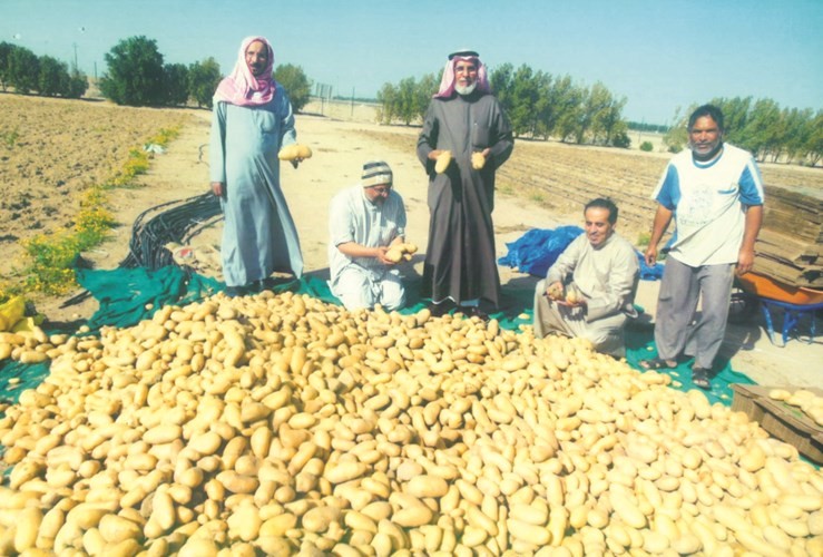 اكتفاء ذاتي من البطاطا لنصف عام
﻿