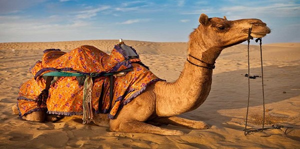 جمل ينتقم من صاحبه بقطع رأسه وأكل جسده