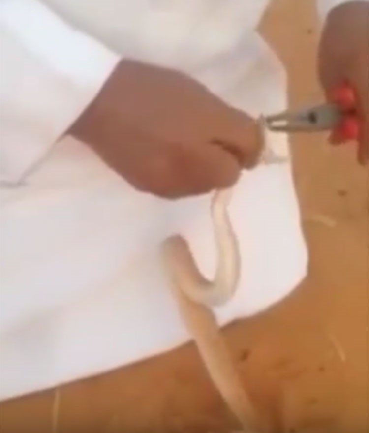بالفيديو.. سعودي يقتلع أسنان ثعبان بالبر وسط ضحكات صديقه ثم يلصق فمه بمادة لاصقة